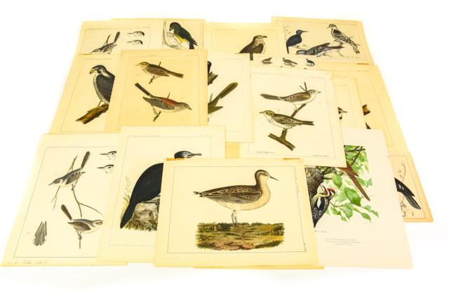 Collection Antique Hand Colored Bird Lithographs (1 of 8)