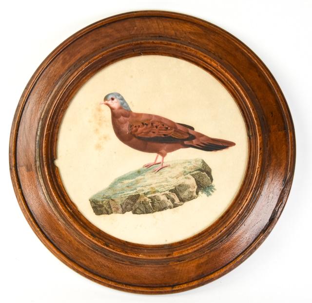 Antique Hand Colored Bird Lithograph Period Frame (1 of 9)