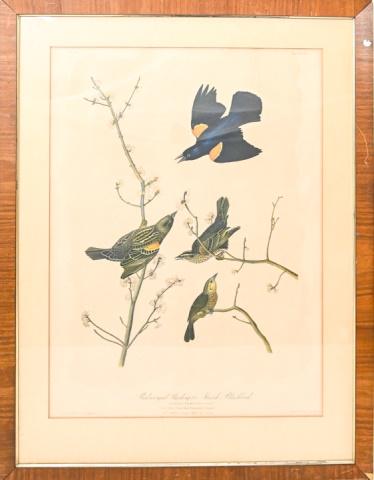 John James Audubon Red Winged Starling Lithograph (1 of 10)