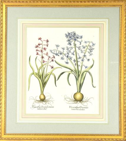 Antique Besler Hand Colored Botanical Engraving (1 of 7)