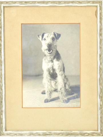 Antique C 1900 Framed Photograph of a Dog (1 of 12)