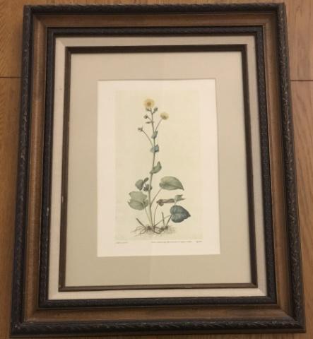 Framed & Matted Botanical Print (1 of 7)