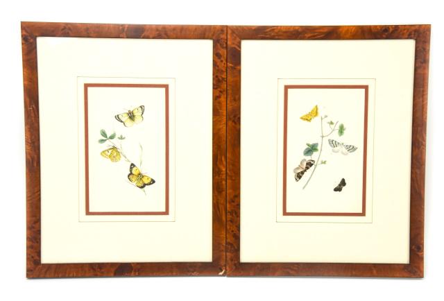 Pair Antique Hand Colored Butterfly Engraving (1 of 7)