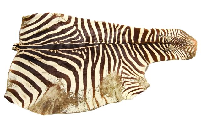 Large 9ft Zebra Hide Rug (1 of 8)