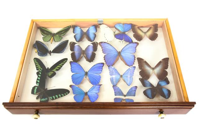 Shadow Box Framed Collection of Natural Butterfly (1 of 8)