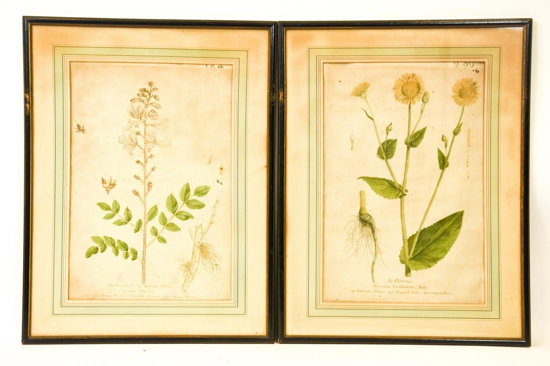 Pair Antique 18th C Genevieve Regnault Botanicals (1 of 7)