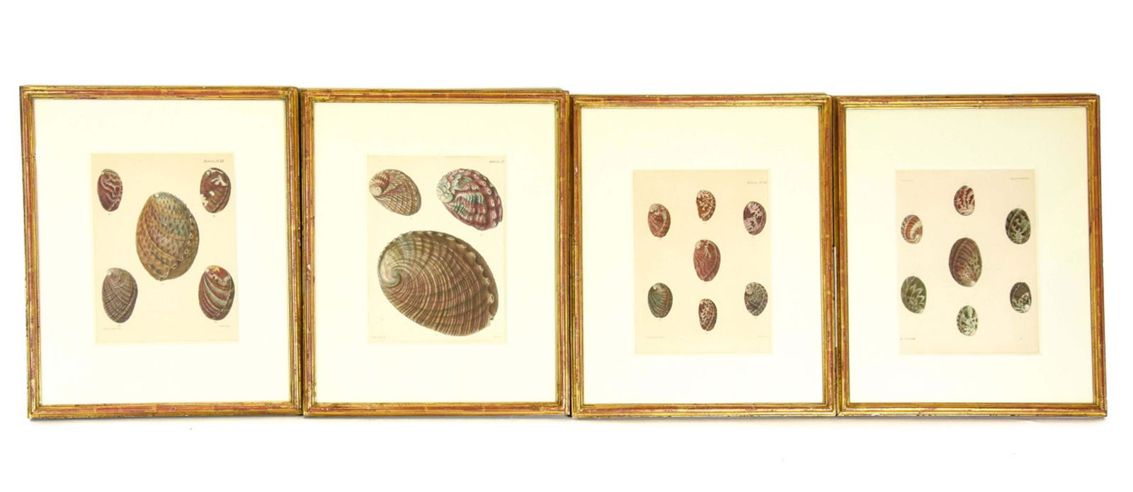 Antique Hand Colored Sowerby Sea Shell Lithographs (1 of 10)