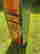 item-131414217=4