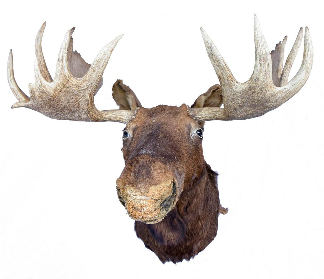 Taxidermy Large Moose Head and Antlers (1 of 8)