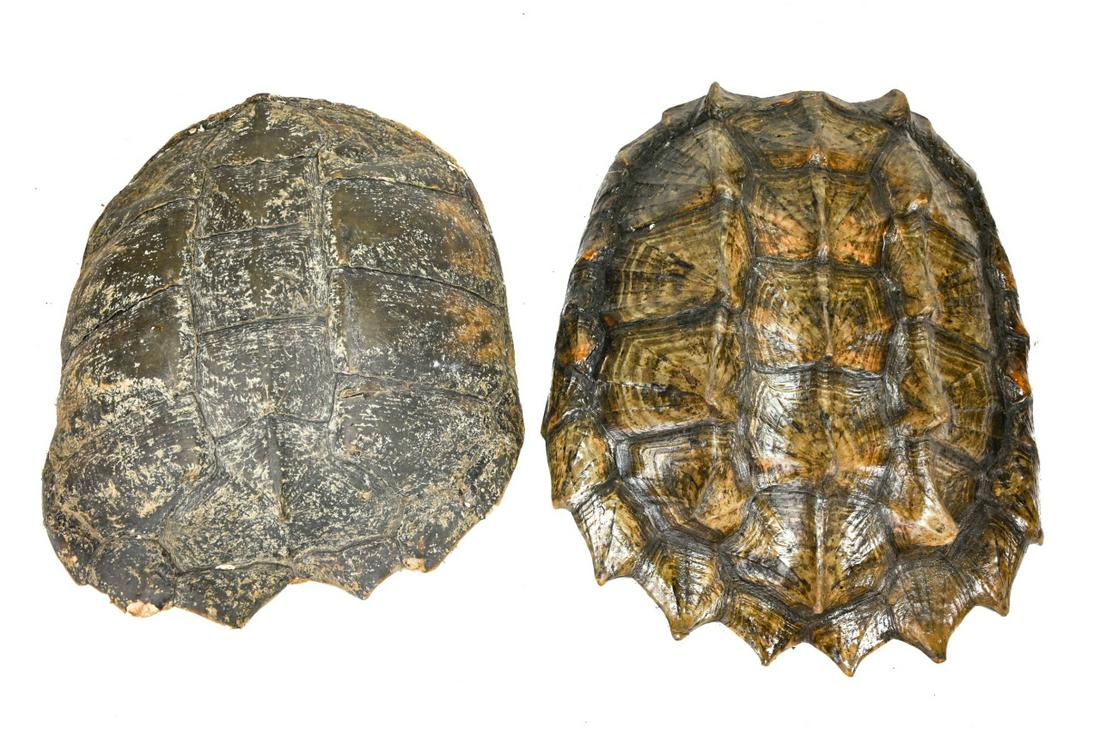 2 Natural Turtle Shells (1 of 5)