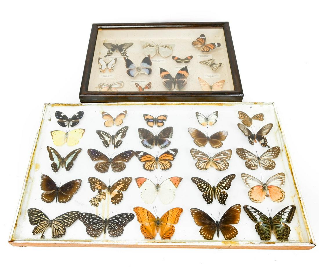 Moth and Butterfly Collection in Shadow Boxes (1 of 8)