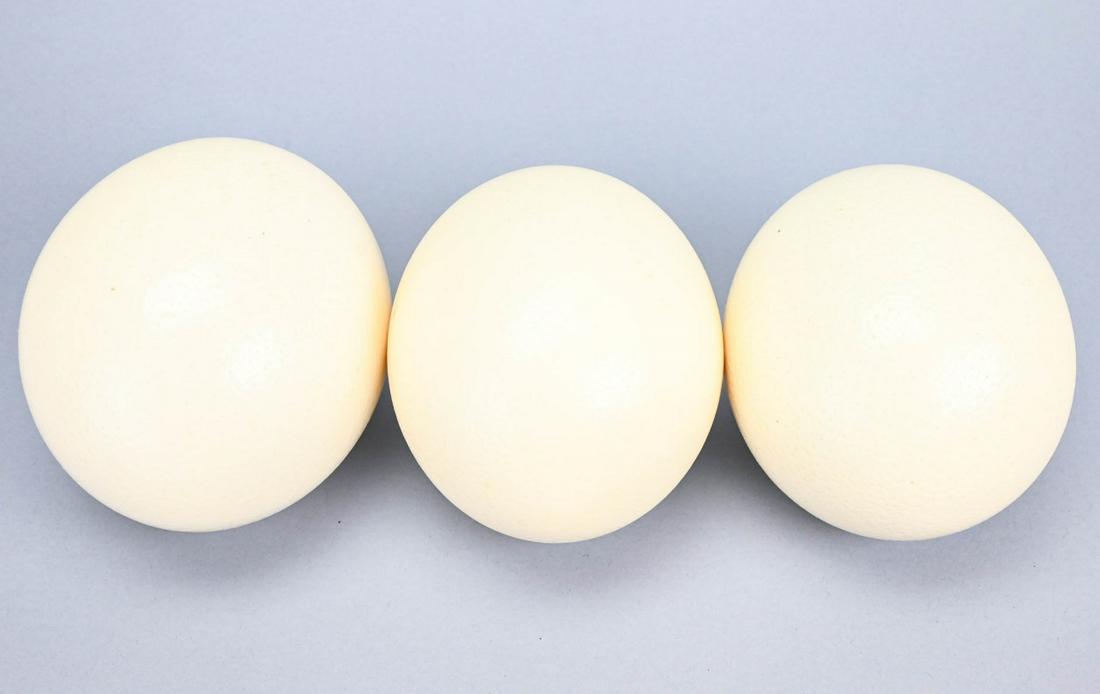 3 Natural Ostrich Egg Shells (1 of 7)