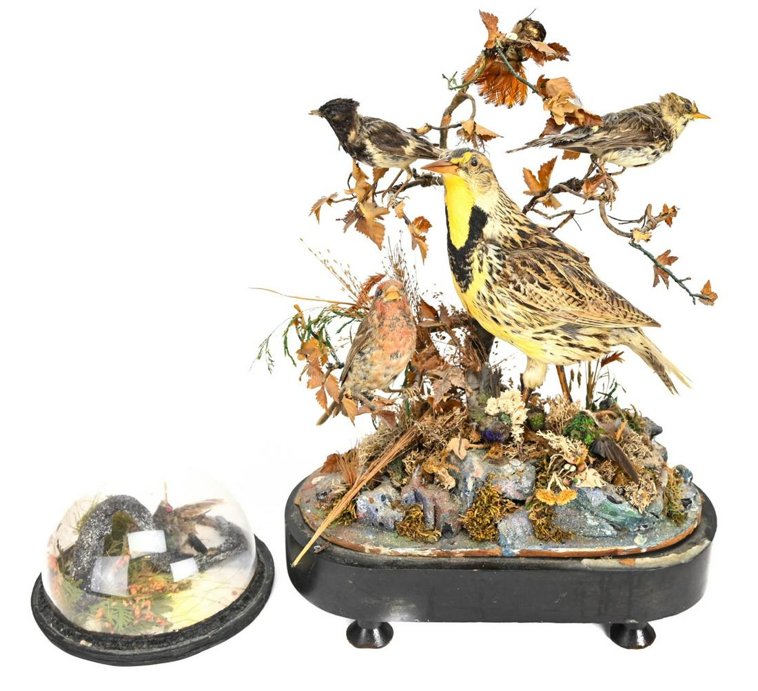 2 Small Displays Mounted Bird Taxidermy (1 of 9)