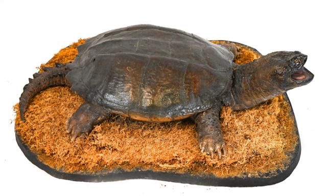 Taxidermy 28" Snapping Turtle Full Body Mounted (1 of 10)