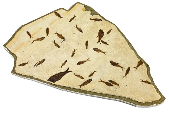 Carl J. Ulrich Eocaena Fossil Specimen Framed: Carl J. Ulrich Green River Knightia Eocaena Fossil Specimen Framed. Measures 19 inches x 13 inches, fossil measures 30 inches x 21 inches.