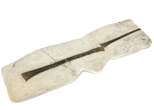 Natural Bone Fossil: Natural Bone Fossil. The fossil is broken into two pieces and shows evidence of having once been repaired.