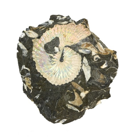 Natural Iridescent Ammonites Scaphite Fossil: Natural Iridescent Ammonites Scaphite Fossil. Measures 4 inches x 4 inches