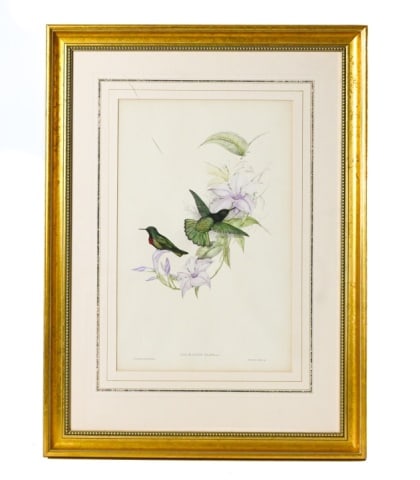 Antique Hand Colored Lithograph Hummingbirds (1 of 9)