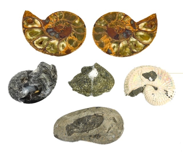 Collection Natural Small Ammonite Fossils (1 of 12)