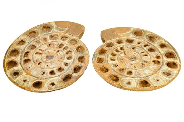 Pair Natural Polished Ammonite Fossil Slices (1 of 16)