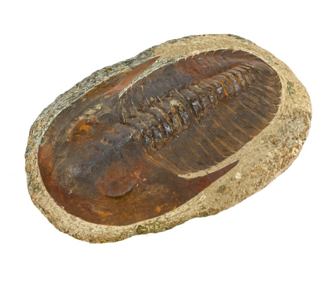 Natural Moroccan Trilobite Fossil in Stone (1 of 12)