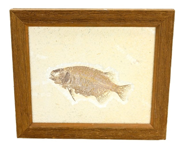 Natural Phareodus Encaustus Fish Fossil in Frame (1 of 8)