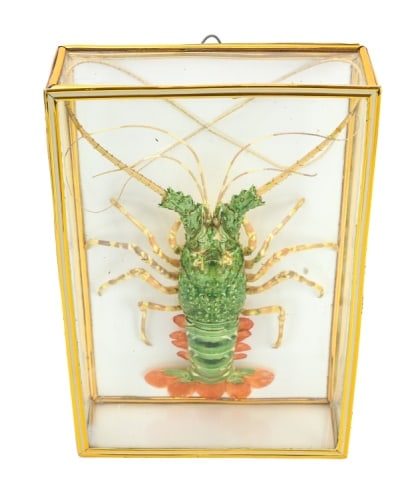 Natural Spiny Lobster Specimen in Shadow Box (1 of 8)