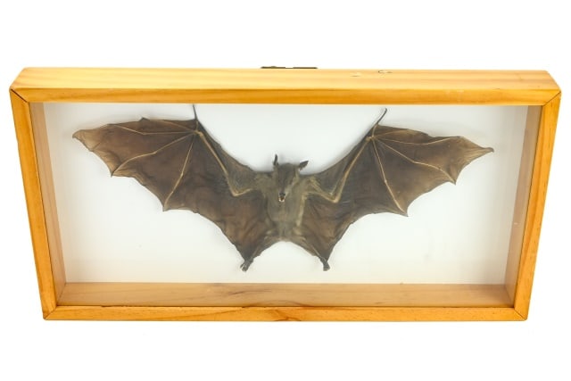 Natural Brown Bat Specimen in Shadow Box Frame (1 of 7)