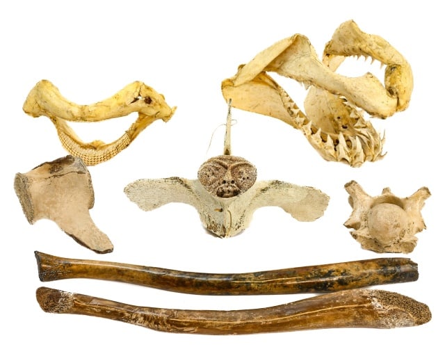 Shark, Whale, Walrus Bones Inc. Mako Shark Skull: Natural Shark, Whale and Walrus Bones Includes Mako Shark Skull. Walrus bones are polished. Mako shark skull measures 9 inches x 12 inches x 7 inches