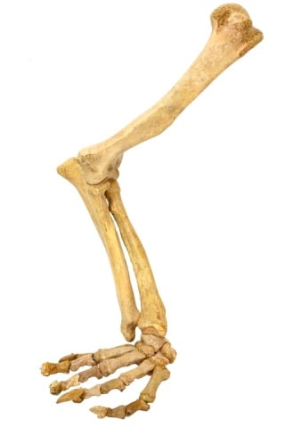 Natural Prehistoric Cave Bear Bones Inc. Paw Bones (1 of 6)