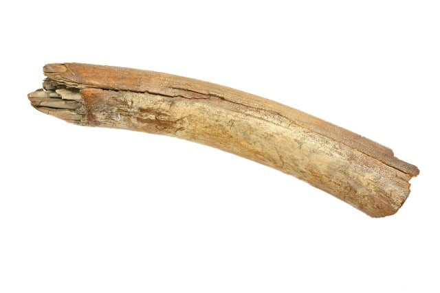 Natural Prehistoric Mastodon Partial Tusk Fossil: Natural Prehistoric Mastodon Partial Tusk Fossil. 17 inches long.