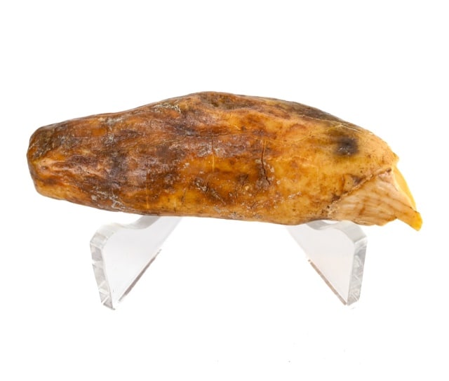 Ursus Uralensis Prehistoric Cave Bear Tooth: Ursus Uralensis Prehistoric Cave Bear Tooth Found in Ural Mountains, Russia. 3 inches long.