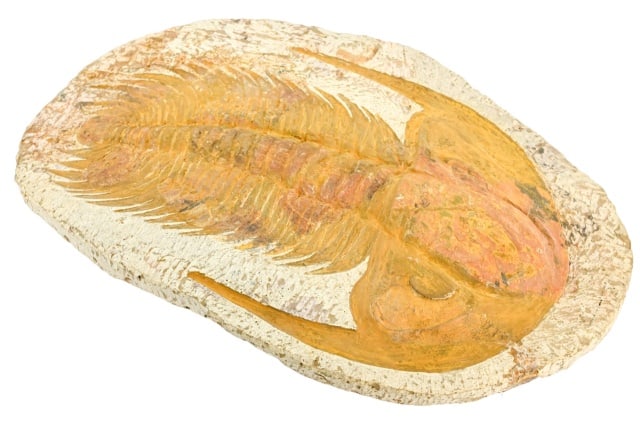 Large Natural Trilobite Fossil in Matrix (1 of 9)