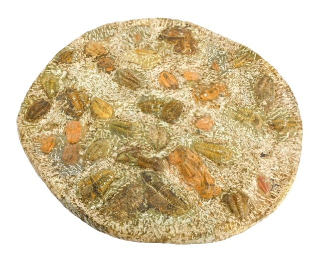 Natural Trilobite Fossils in Matrix (1 of 7)