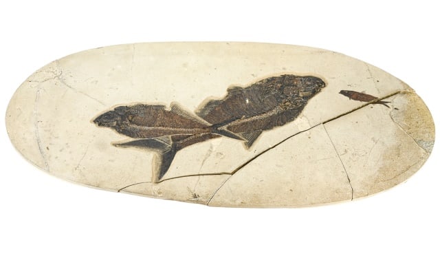 Large Natural Dipomystus Dentatus Fossil in Matrix (1 of 12)