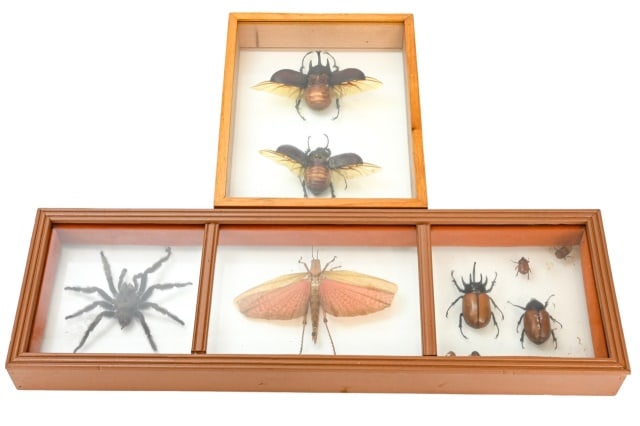 Natural Atlas Beetle, Tarantula, Grasshopper, More (1 of 12)