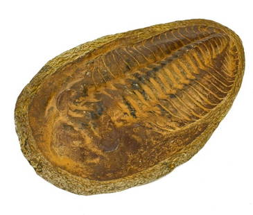 Natural Large Trilobite Fossil in Stone: Natural Large Trilobite Fossil in Stone. 11 inches x 8 inches.