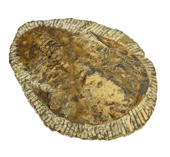 Natural Large Trilobite Fossil in Stone.: Natural Large Trilobite Fossil in Stone. Measures 10 inches x 8 inches