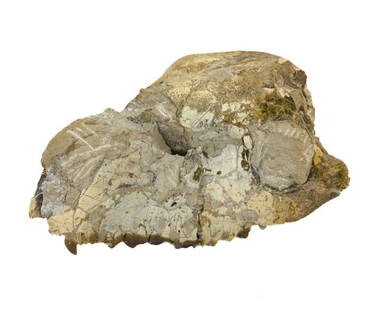 Natural Oreodont Skull Fossil: Natural Oreodont Skull Fossil. Fossil was repaired. 3 inches x 6 inches x 4 inches