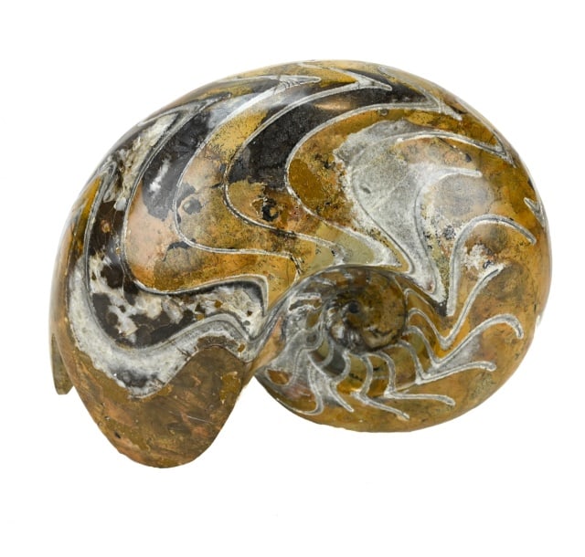Natural Polished Goniatite Ammonite Shell Fossil (1 of 7)