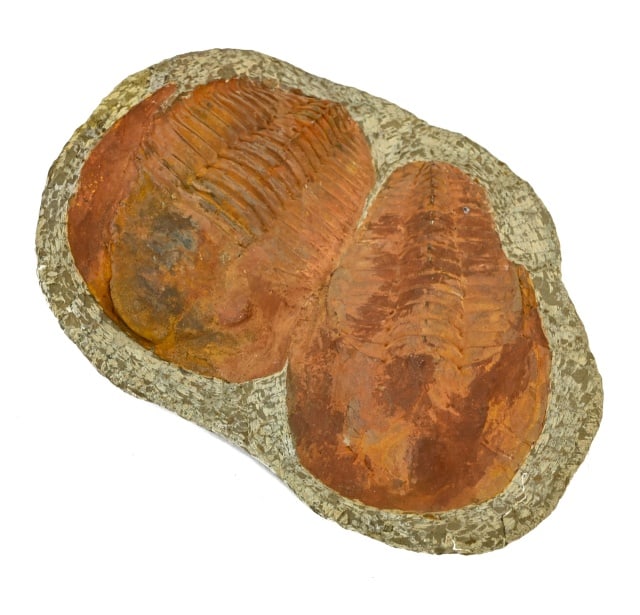 Natural Large Double Trilobite Fossil in Stone. (1 of 11)