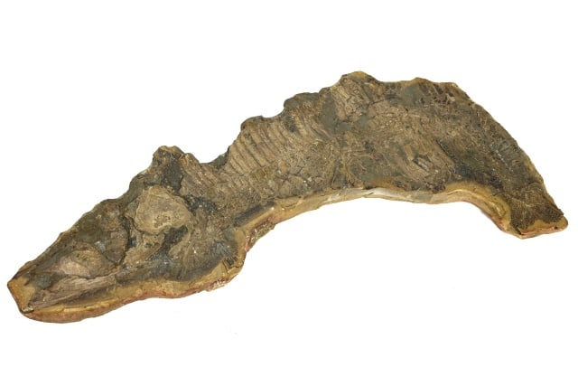 Natural Green River Fossil Fish in Stone (1 of 12)