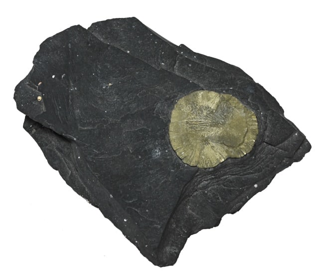 Natural Pyrite Sun Fossil in Coal Shale (1 of 9)