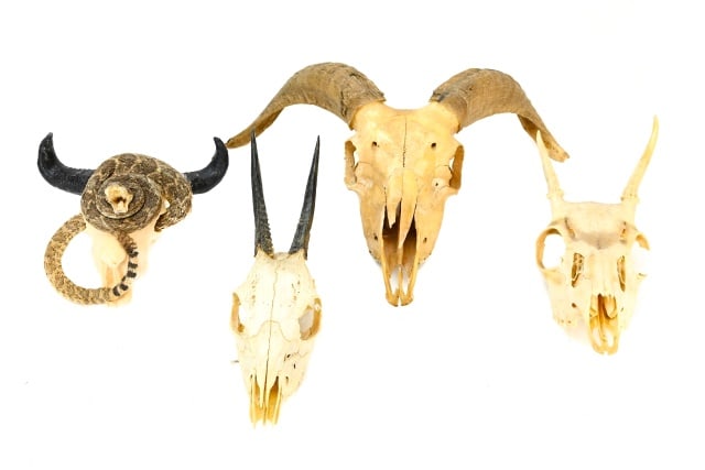 4 Natural Goat & Ram Skulls w Horns (1 of 9)