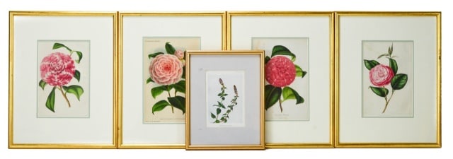Collection Antique Framed Botanical Engravings (1 of 13)