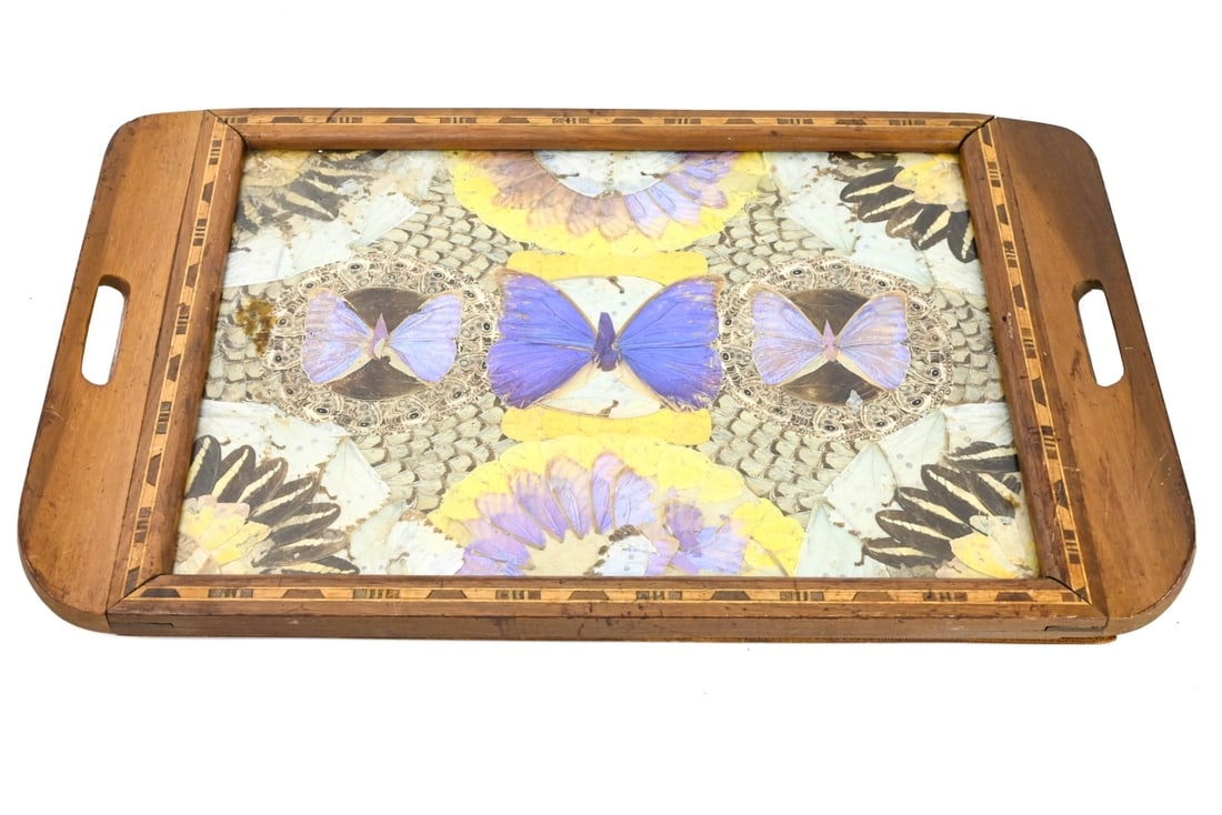 Carlos Zipperer Natural Specimen Butterfly Tray (1 of 10)