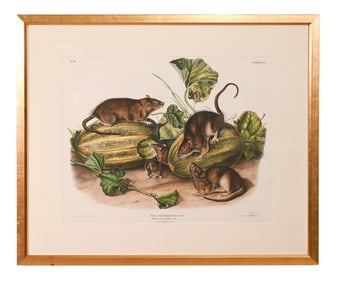 Antique J.J. Audubon & J.T. Bowen Lithograph Rat