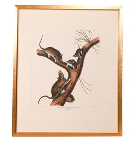 Antique J.J. Audubon & J.T. Bowen Lithograph Rat