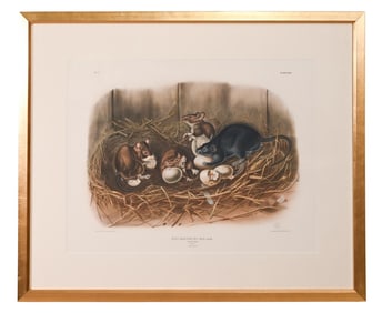 Antique J.J. Audubon & J.T. Bowen Lithograph Rat