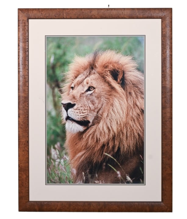 Thomas Mangelsen Large Framed Photograph Lion (1 of 9)